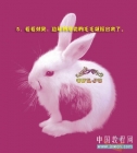 如果你的朋友生肖是兔。。。。。