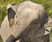 wildlife-alliance-elephant-200x160.jpg