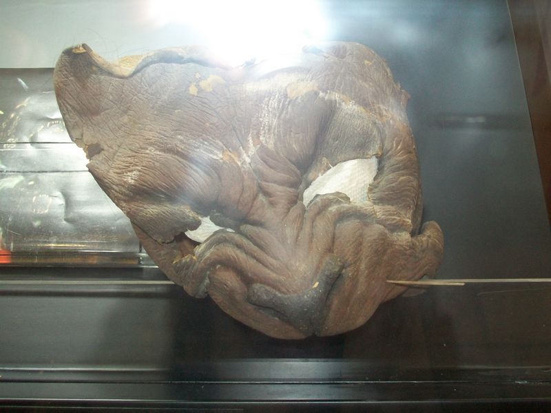 100_2378.JPG
