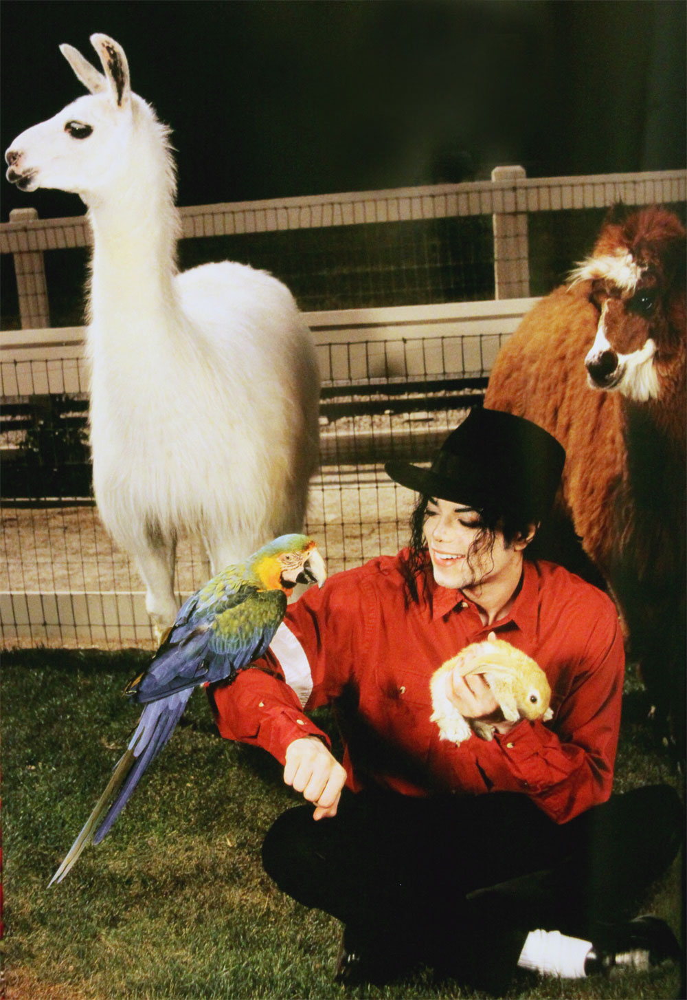 MJ-with-pets-michael-jackons-pets-11646575-1000-1454.jpg
