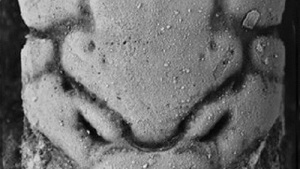 Mesoparapylocheles-michaeljacksoni-011212.jpg