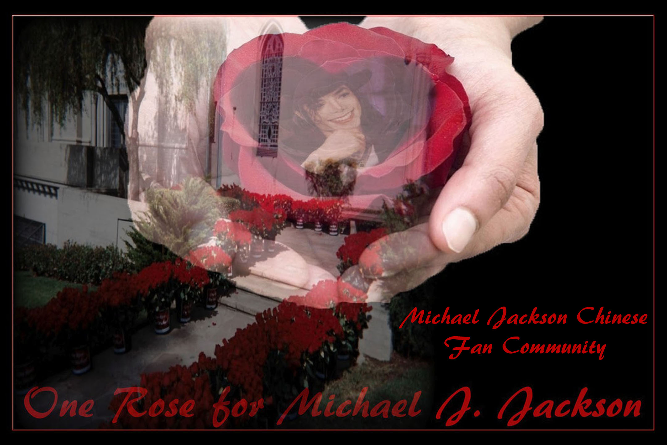 Michael Jackson Chinese Fan Community Rose Badge.jpg