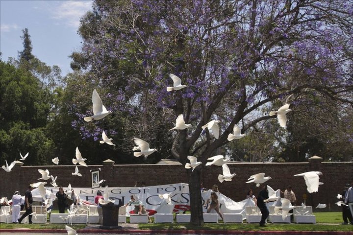 Doves Pic.jpg