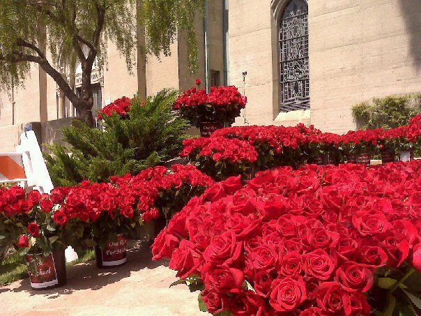 roses holly terrace 2011.jpg