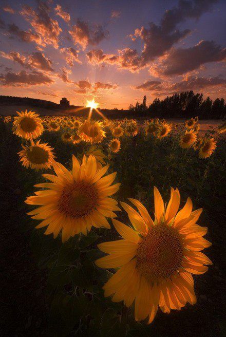 sunflower sunset.jpg