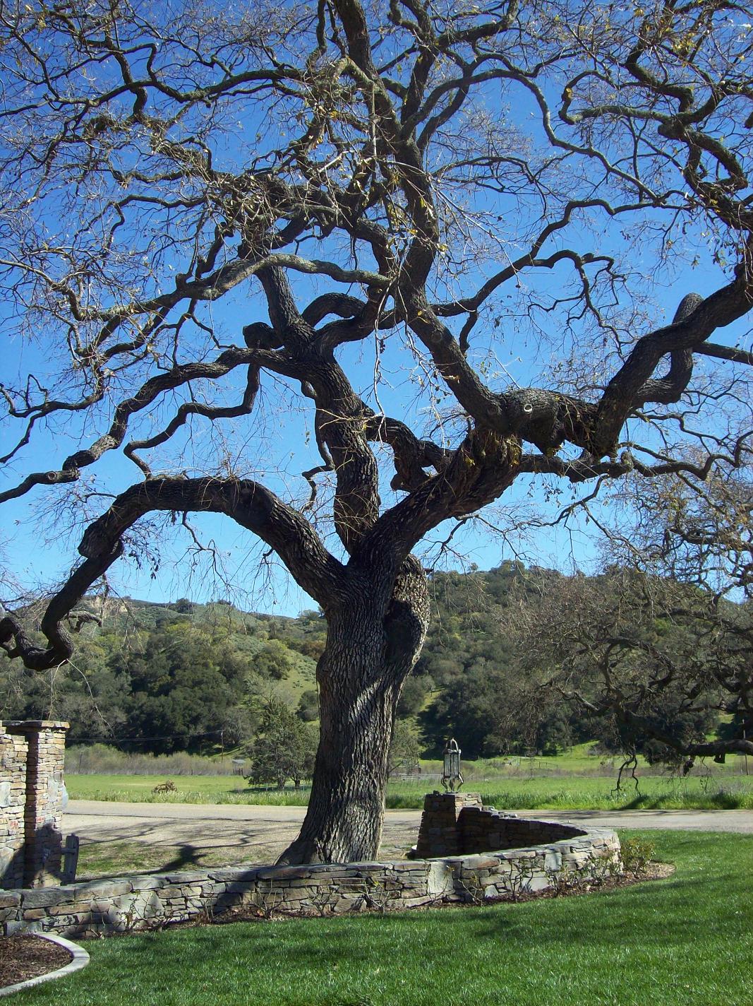 oak 1.JPG