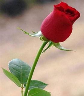 MJ_memorial Red Rose.jpg