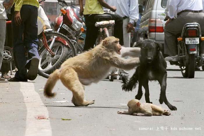 (组图)这只勇敢的猴子英勇地战胜了凶恶的狗,保护了自己孩子!