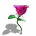 玫瑰花2.gif