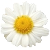 雏菊.jpg