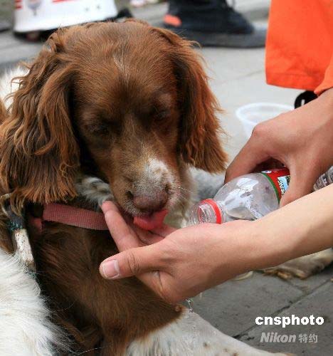 搜救犬.jpg