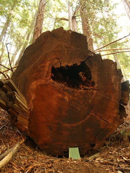 redwood1.jpg