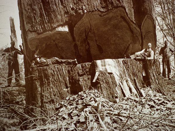 redwood3.jpg