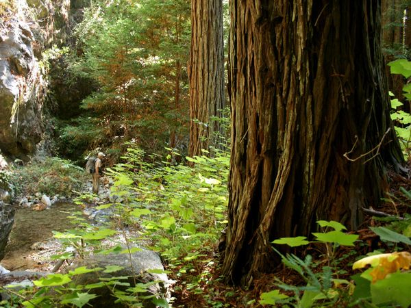 redwood5.jpg