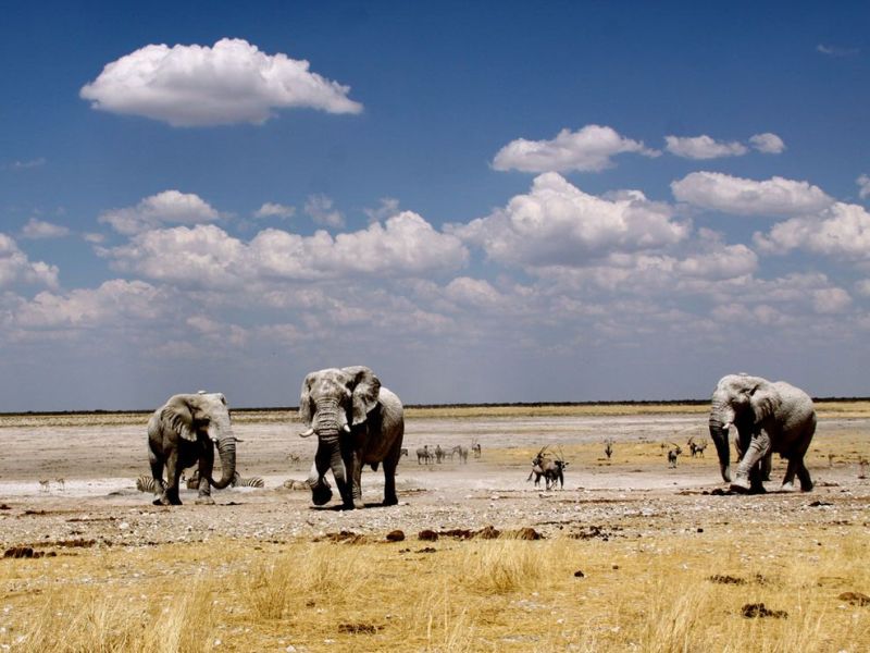 elephants_namibia.jpg