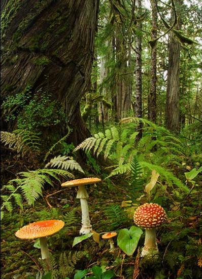 rainforest2.jpg