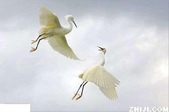 丹顶鹤.jpg