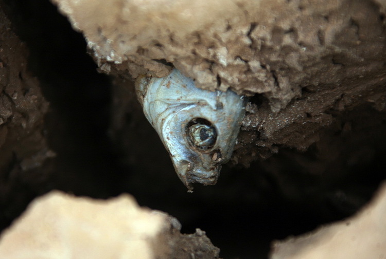272949_750x750_0.jpg