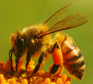 20100309bee.jpg