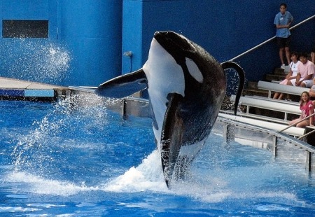 killer_whale.jpg