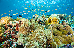 20100429biodiversity.jpg