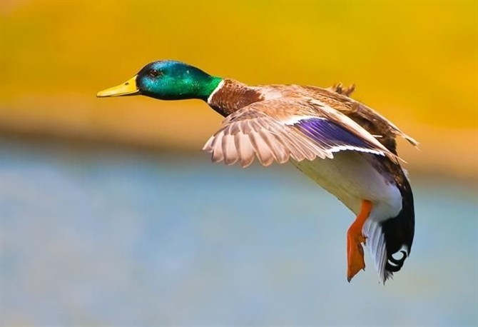 4e87fc97-3f8c-4cb2-ac2b-f3d89fb034ba_800X600.jpg